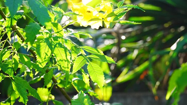 Fresh Green Leaves and Yellow Elder Flowers Glowing in Backlight Sunlight