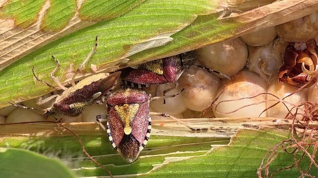 
Close Up of Stink Bugs Feeding on Sweet Corn Cob in Agriculture Field #002

