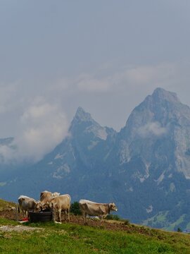 K&uuml;he in den Bergen