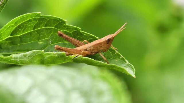 Small Brown Grasshopper Resting on a Bright Green Leaf in a Natural Garden Habitat
