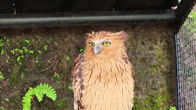 Buffy fish owl sitting on a perch in a zoo enclosure with green mossy background