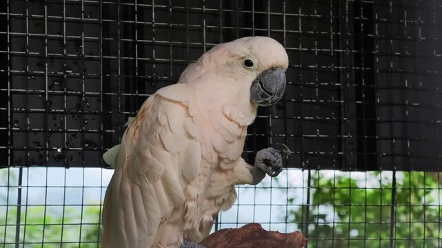 Close up of a cute white cockatoo parrot inside a wire cage looking at the camera