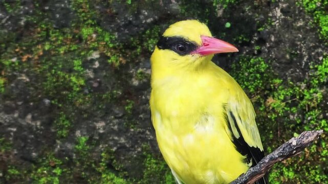 Vibrant yellow songbird with a distinctive pink beak perched gracefully on a textured branch, set against a lush, moss-covered backdrop