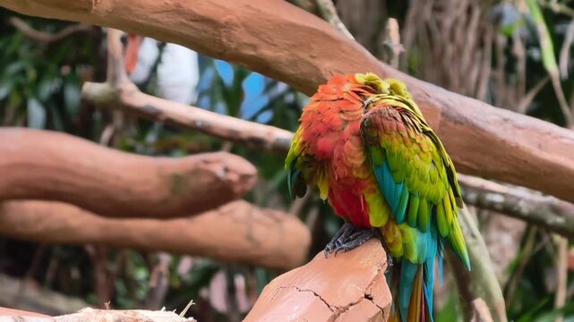 Colorful macaw parrot sleeping on a wooden branch with its head tucked into vibrant red and green feathers in a tropical aviary