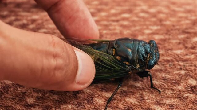 Close-up of a person's hand gently holding a large, iridescent blue and green cicada with translucent wings