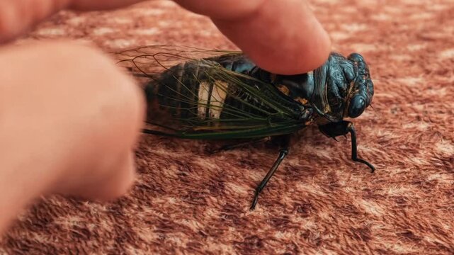 Close-up of a person's finger gently touching the back of a large, metallic blue and green cicada on a textured brown surface