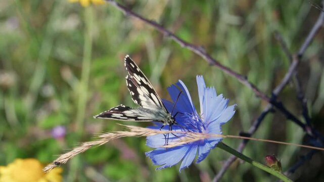 Marbled white butterfly opening and closing wings on blue chicory flower, then flies away, summer