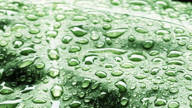 Green leaf with fresh morning dew drops close up texture background for nature and ecology concept