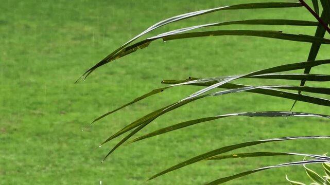 Green grass and palm leaves creating a natural, serene, and vibrant outdoor scene