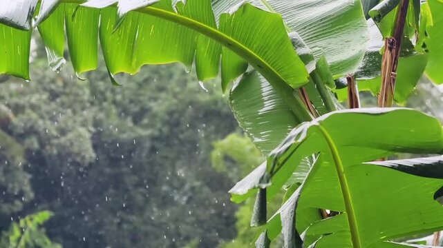 Lush green banana leaves shimmering with fresh raindrops in a vibrant tropical environment, capturing the serene beauty of nature after a refreshing downpour