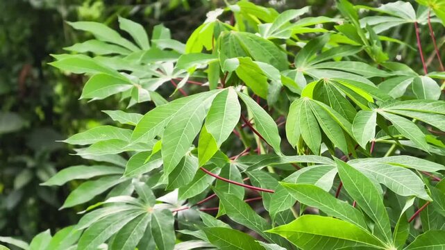 Lush Green Cassava Leaves on a Sunny Day