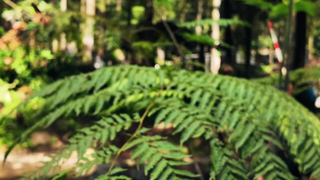 lush green fern frond unfurling in a sun-dappled forest, showcasing intricate natural patterns and vibrant plant life
