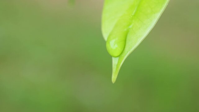 Extreme close-up macro footage of a single water droplet forming and dripping from the tip of a green leaf. Rainy Season Concept