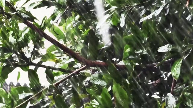 Heavy tropical rain pouring down on green leaves of a tree during a storm