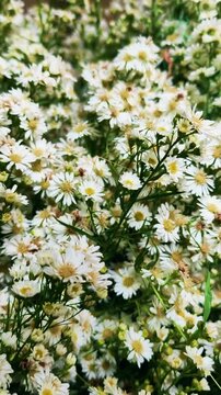 Close up of delicate small white aster flowers blooming abundantly in summer garden