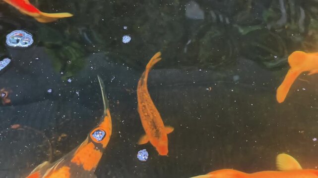 A close-up underwater view of several vibrant orange Koi fish swimming in a clear pond, with bubbles rising to the surface