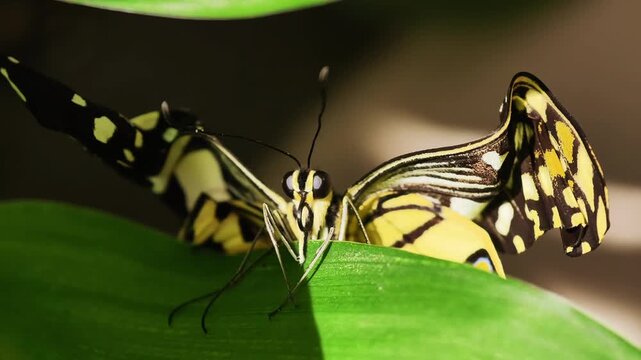 Macro shot of a yellow and black swallowtail butterfly resting on a green leaf