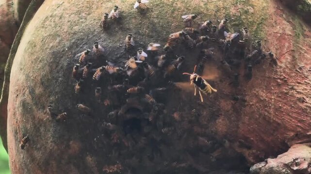 Close up view of a large swarm of hornets and wasps gathering on a rotting fruit surface in the forest