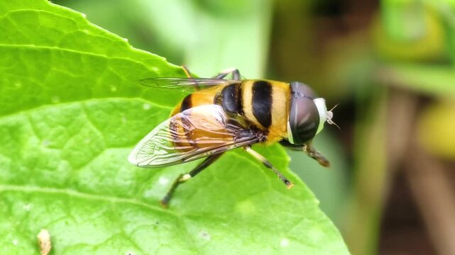 Close-up macro shot of a vibrant striped hoverfly resting peacefully on a lush green leaf, showcasing intricate details of its body and delicate wings in natural light