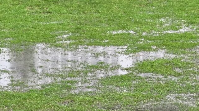 Water puddle on a lush green grass lawn after heavy rain, creating a flooded outdoor nature scene