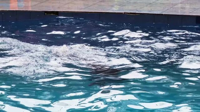 A close-up shot of a dolphin swimming in a clear blue pool, with ripples and bubbles on the water surface, taken from a dynamic and high angle.