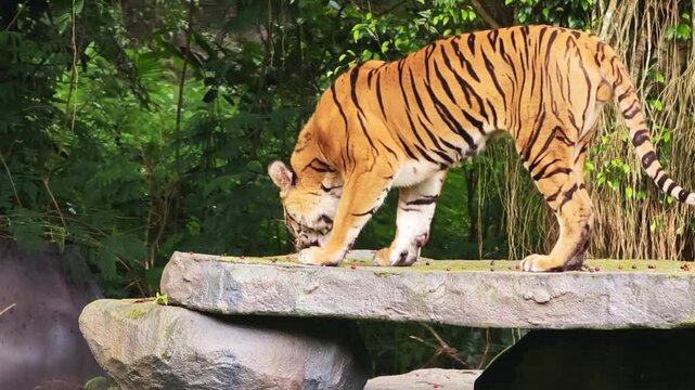 Majestic Bengal tiger gracefully walking on a mossy rock bridge surrounded by lush green foliage, captured in a natural habitat