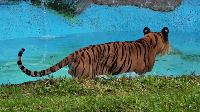 A majestic tiger standing on a grassy area next to a bright blue pool of water in a wildlife park