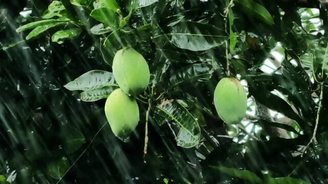 Fresh Raw Green Mangoes Hanging from Tree Branch During Heavy Rain in Tropical Garden