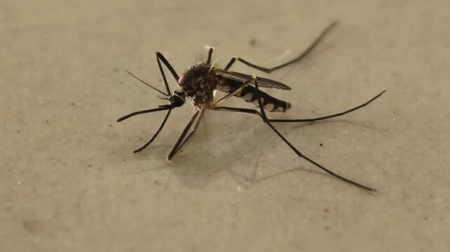 Close-up View of a Mosquito Resting on a Plain Surface Showing Detailed Anatomy and Long Thin Legs