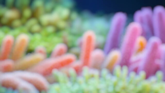 A vibrant coral close-up
