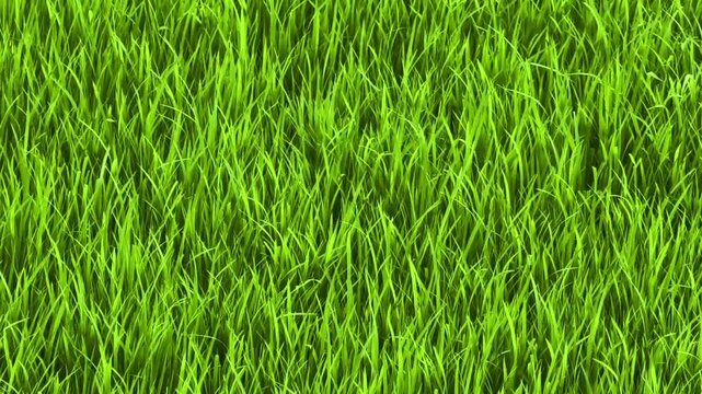 High-angle view of lush green grass field texture creating a vibrant natural background for environmental growth and agriculture concepts