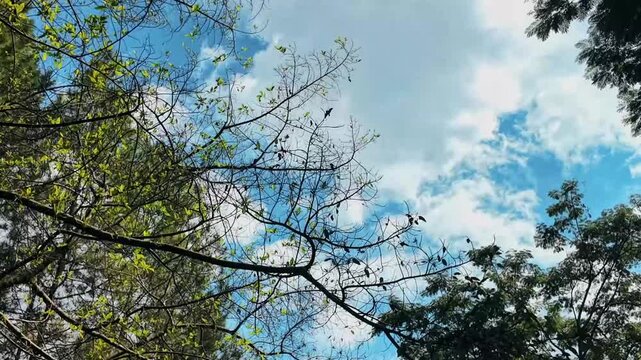 Uplifting view through tree branches towards a radiant blue sky with fluffy white clouds, capturing the serene natural beauty and peaceful tranquility of the outdoors