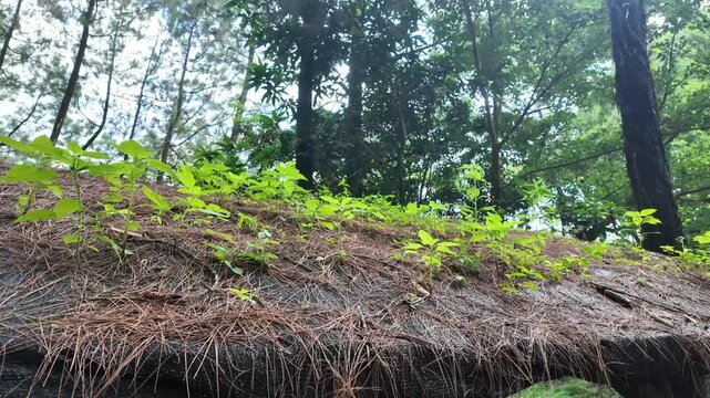 Fresh green plants and pine needles growing on top of a traditional thatched roof in a lush forest