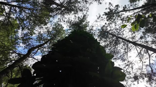 Low angle view of tall pine trees and ivy-covered trunk in forest under blue sky