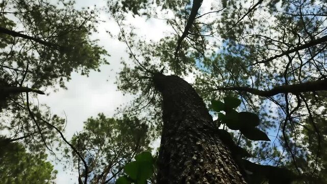 Majestic tall tree reaching toward the bright sky in a lush green forest canopy low angle view of nature and wilderness environment