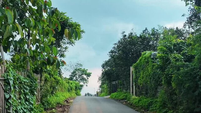 Rural asphalt road through lush tropical greenery and dense trees under overcast sky in scenic countryside landscape