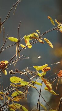 Time lapse close autumn branches with yellow leaves, bokeh background, ladybug detail
