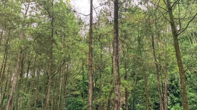 Lush green pine forest landscape with tall slender trees reaching up to the canopy in a tranquil natural woodland