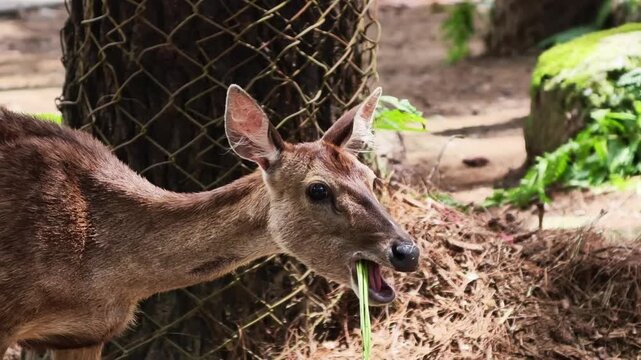 Close-up shot of a majestic brown deer with alert eyes, peacefully grazing on fresh green foliage inside a fenced enclosure, showcasing natural animal behavior in a managed environment