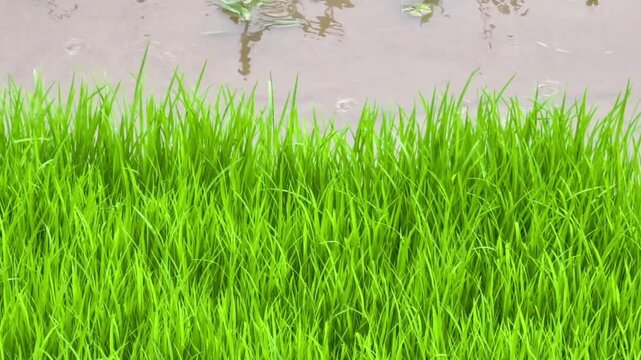 Lush Vibrant Green Rice Seedlings Growing Beside Still Muddy Water in a Rural Field