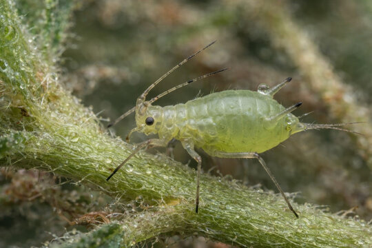 Macro close-up of a globular springtail on a wet, mossy leaf litter.
