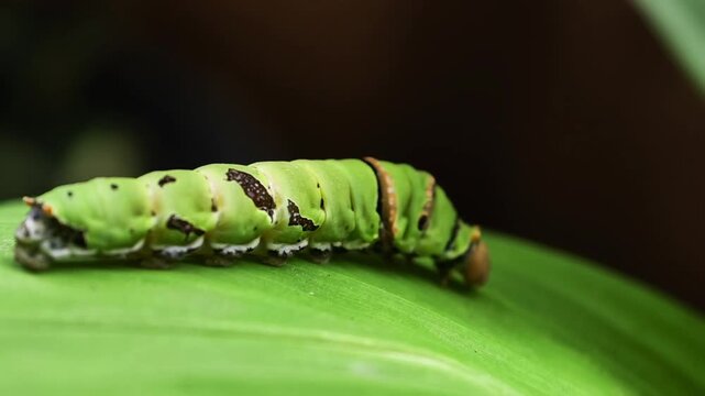 Close-up macro shot of a green caterpillar resting peacefully on a vibrant green leaf in nature