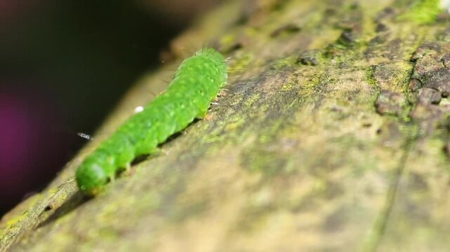 A vivid green caterpillar crawling along a textured weathered wooden log in a natural outdoor garden environment
