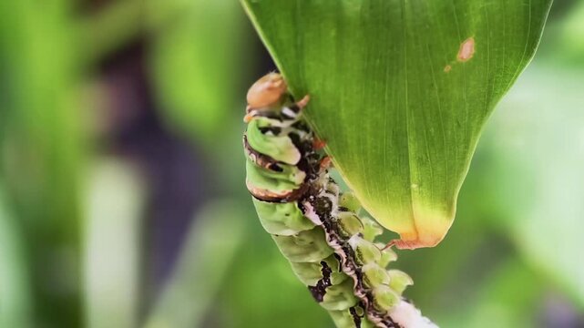 Macro View of a Green Caterpillar Feeding on a Fresh Leaf in a Garden Setting