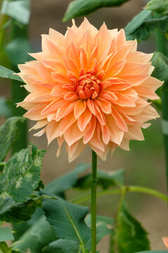 Close-up of bright orange dahlia flower blooming in autumn daylight with copy space