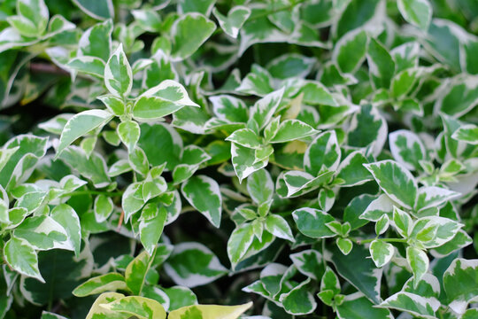 fresh green ficus variegata leaves wallpaper