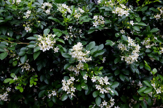 Murraya paniculata plant with flowers and fresh green leaves