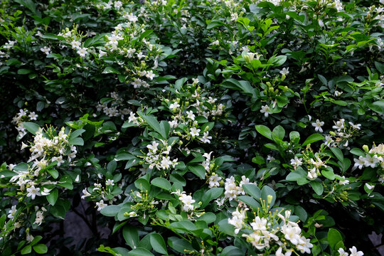 Murraya paniculata plant with flowers and fresh green leaves