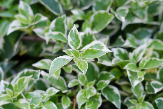 fresh green ficus variegata leaves