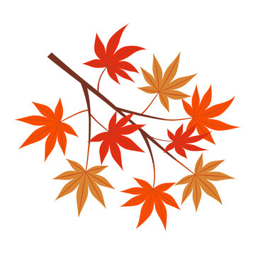 Lush red maple leaves on autumn tree branch isolated on white background, Vector Illustration.